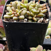 Anacampseros Vanthielii