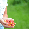 Guava, Strawberry (Psidium cattleianum)