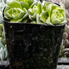 Crassula Dorothy