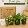 Pothos Mystery Bundle Box - 3 Pothos Plants