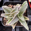 Kitten Ears Cyanotis Somaliensis