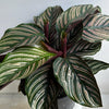 Calathea Ornata