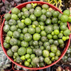 String of Pearls