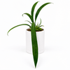Anthurium Vittarifolium