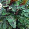 Banana Bundle: Siam Ruby, Blood Banana, Dwarf Cavendish & Red Abyssinian