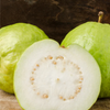 XL Guava Bundle: 'Ruby Supreme' & 'Kilo' Guava Trees
