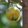 Rose Apple (Syzygium jambos)