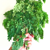 Moringa (Moringa oleifera)