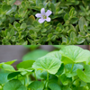 Ayurveda Herb Bundle: Gotu Kola & Brahmi