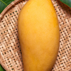 XL Mango Tree Bundle: 'Mallika' + 'Nam Doc Mai'
