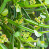 Veld Grape (Cissus quadrangularis)