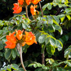African Tulip Tree, Jamaican Donkey Pee Pee  (Spathodea campanulata)