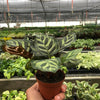 Calathea 'Makoyana'