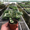 Ficus 'Triangularis Variegated'
