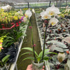 Orchid 'White Phalaenopsis'