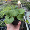 Pilea 'Crinkle'