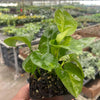 Pothos Global Green