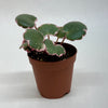 Saxifraga Tricolor