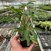 Schefflera Arboricola