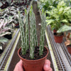 Succulent Senecio Stapeliiformis 'Pickle Plant'