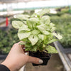 Syngonium 'Moonshine'
