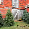 Grow Your Own CHRISTMAS TREE COLLECTION - 4 Gift Packets of Tree Seeds - Fraser Fir, Balsam Fir, Douglas Fir, & Blue Spruce + Free Gift Bag