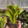 Zygocactus 'Christmas Cactus'