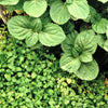 1000 Bulk CORSICAN MINT Mentha Requienii Herb Fragrant Ground Cover Flower Seeds