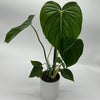 Philodendron McDowell