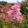 10 QUEEN Of THE PRAIRIE Pink Meadowsweet Filipendula Rubra Flower Seeds
