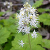20 HEARTLEAF FOAMFLOWER White & Pink Tiarella Wherryi Coolwort Flower Seeds