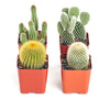 Assorted Mini Cactus Collection