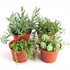 Trailing Succulents (Collection of Four)
