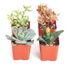 Assorted Mini Succulent Collection