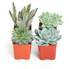Blue & Green Mini Succulent Collection