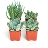 Blue & Green Mini Succulent Collection