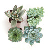 Blue & Green Mini Succulent Collection