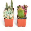 Assorted Mini Succulent & Cactus Collection