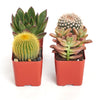 Assorted Mini Succulent & Cactus Collection