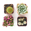 Assorted Mini Succulent & Cactus Collection