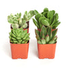 Verde Mini Succulent Collection