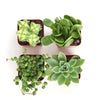 Verde Mini Succulent Collection