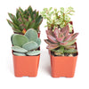 Unique Mini Succulent Collection