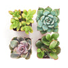 Unique Mini Succulent Collection