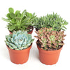 Assorted Medium Succulent Collection
