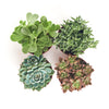Assorted Medium Succulent Collection