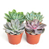 Rosette Medium Succulent Collection
