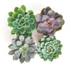 Rosette Medium Succulent Collection