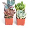 Pastel Mini Succulent Collection