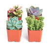 Pastel Mini Succulent Collection